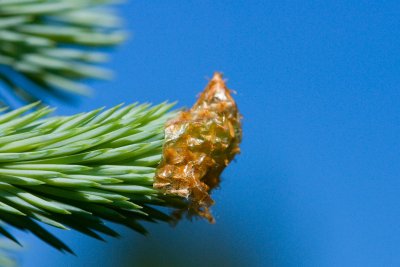 Picea pungens 'Glauca' - smrk pichlavý cv.Průhonice - jehlice detail